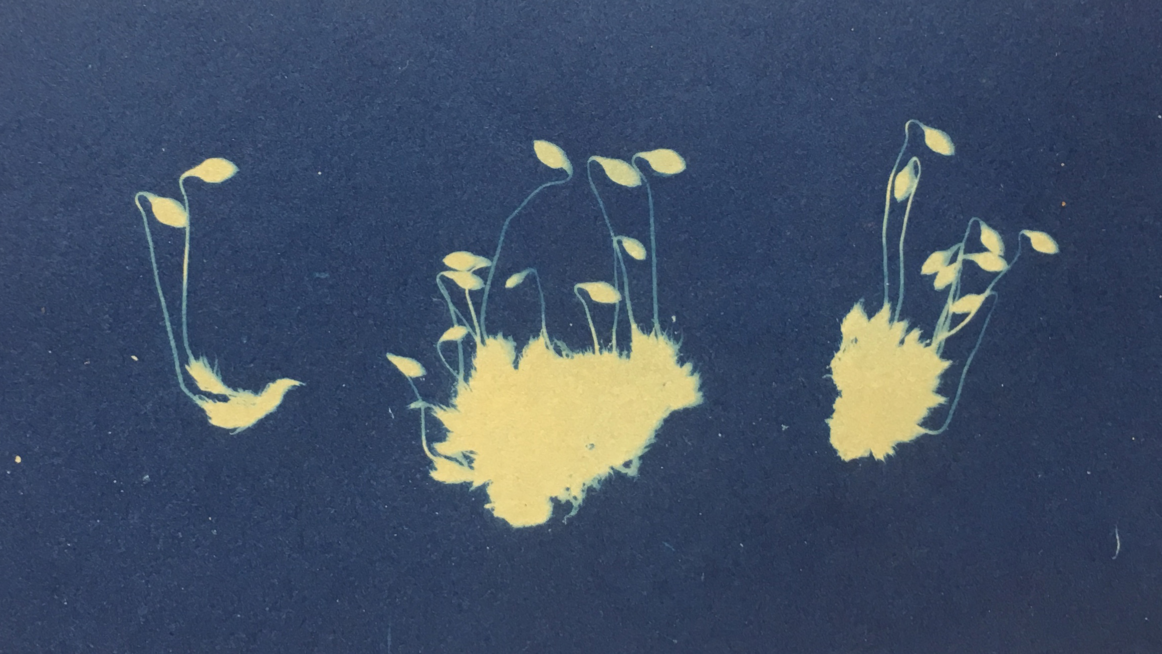 Cyanotype from the Amann Moss Collection. United Herbaria.