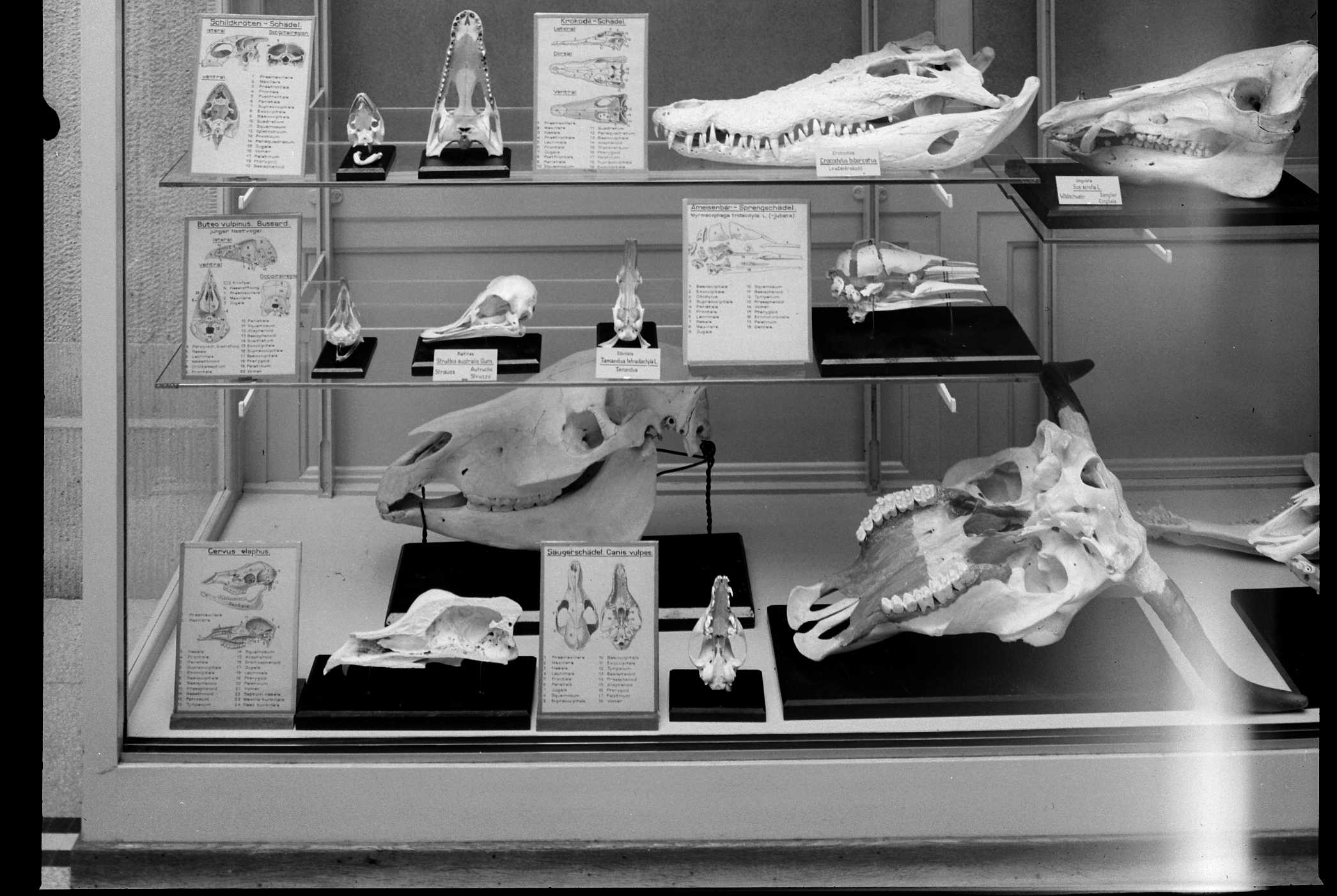 Zoological Collection