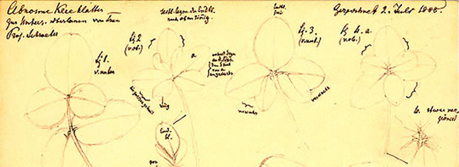 Abnorme Kleeblätter.&nbsp; Sketch drawn by &nbsp;Carl Cramer, 1988. The ETH Library, University Archives,&nbsp; Hs 100a:2
