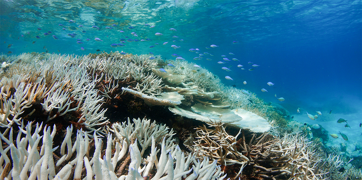 Gebleichte Korallen auf den Malediven im Mai 2016