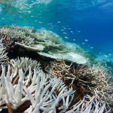 Gebleichte Korallen auf den Malediven im Mai 2016