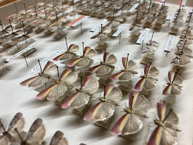 Zünslerfalter in der Entomologischen Sammlung. Bild: Entomologische Sammlung.